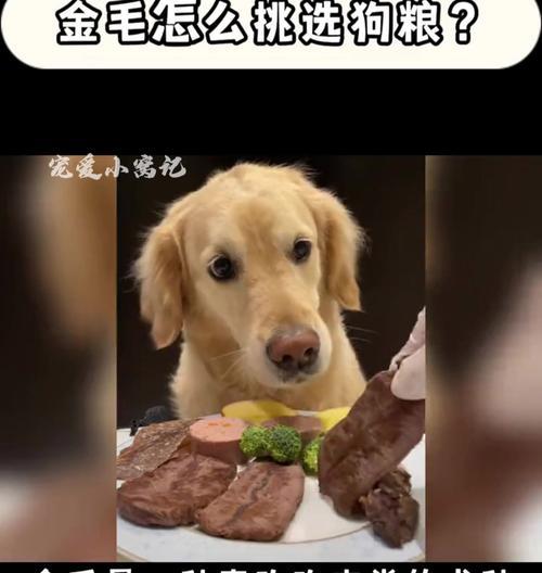 2个月金毛犬科学饮食指南(图2)