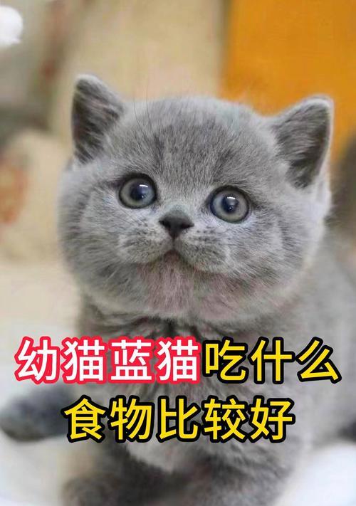 Cat Pregnancy Diet Guide for Healthy Kitten Development(图3)