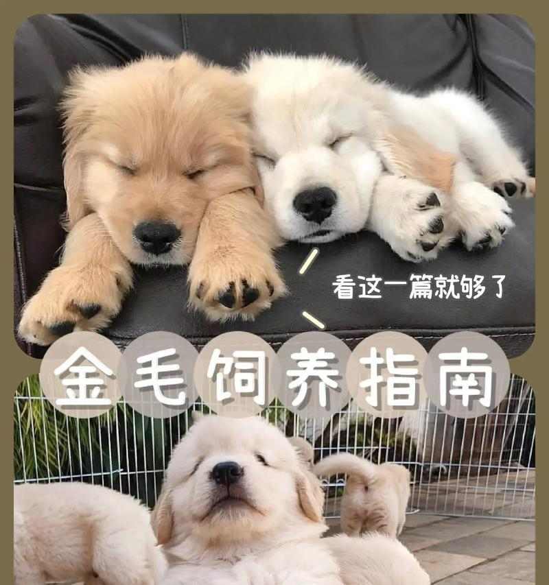 2个月金毛犬科学饮食指南(图3)
