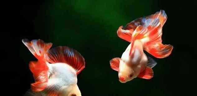 金鱼最佳水质选择指南(图2)