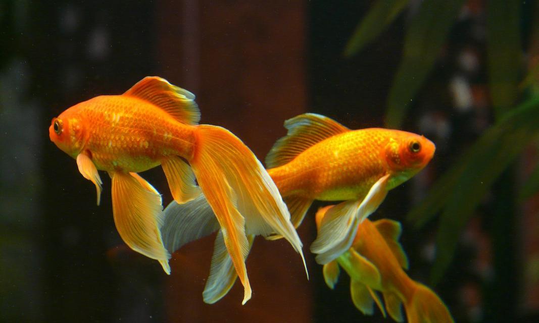 金鱼最佳水质选择指南(图3)