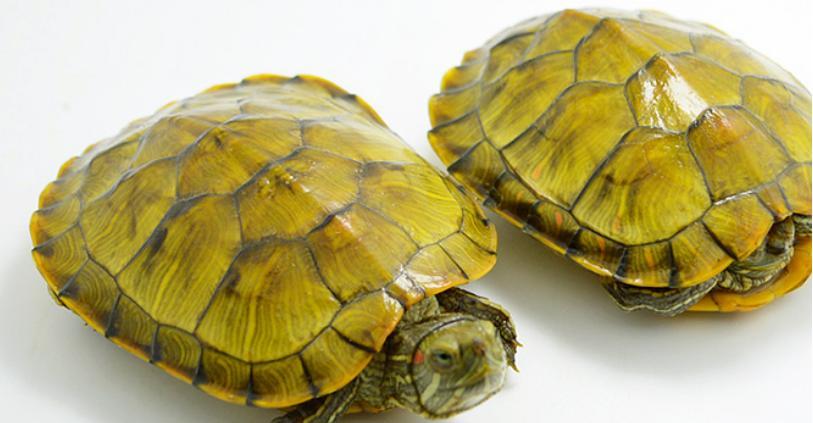 观赏乌龟饮食指南 健康喂养技巧