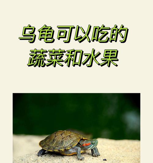 观赏乌龟饮食指南 健康喂养技巧(图3)