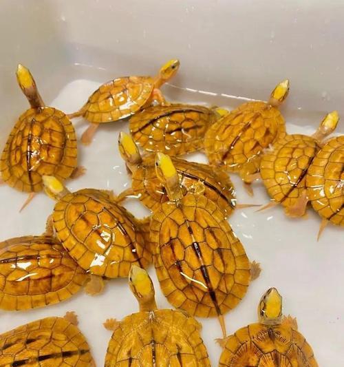 观赏乌龟饮食指南 健康喂养技巧(图2)