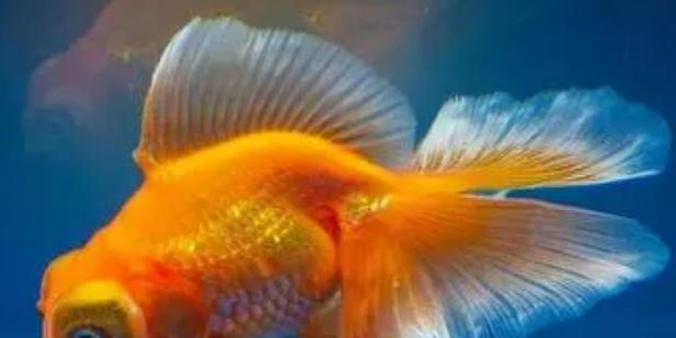 金鱼最佳水质选择指南