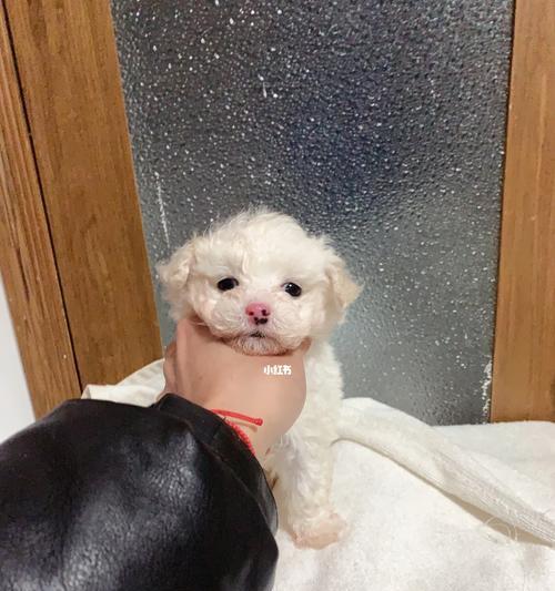 比熊鼻子变黄原因及解决方法(图1)