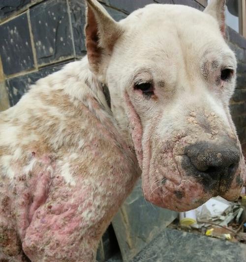 狗狗脖子发红如何治疗及注意事项(图1)