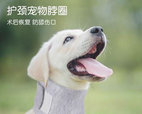 狗狗脖子发红如何治疗及注意事项(图3)