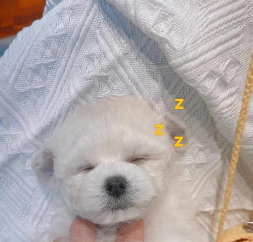 狗狗飞耳的特征与功能解析