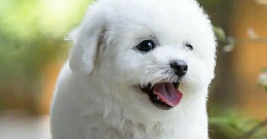 狗狗飞耳的特征与功能解析(图2)