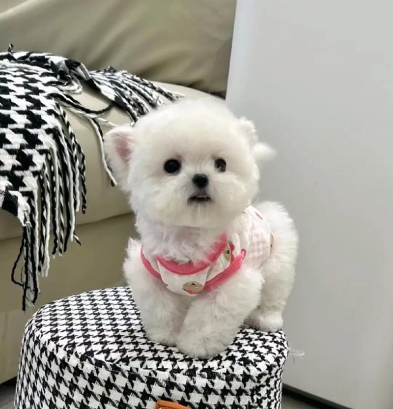 狗狗飞耳的特征与功能解析(图3)