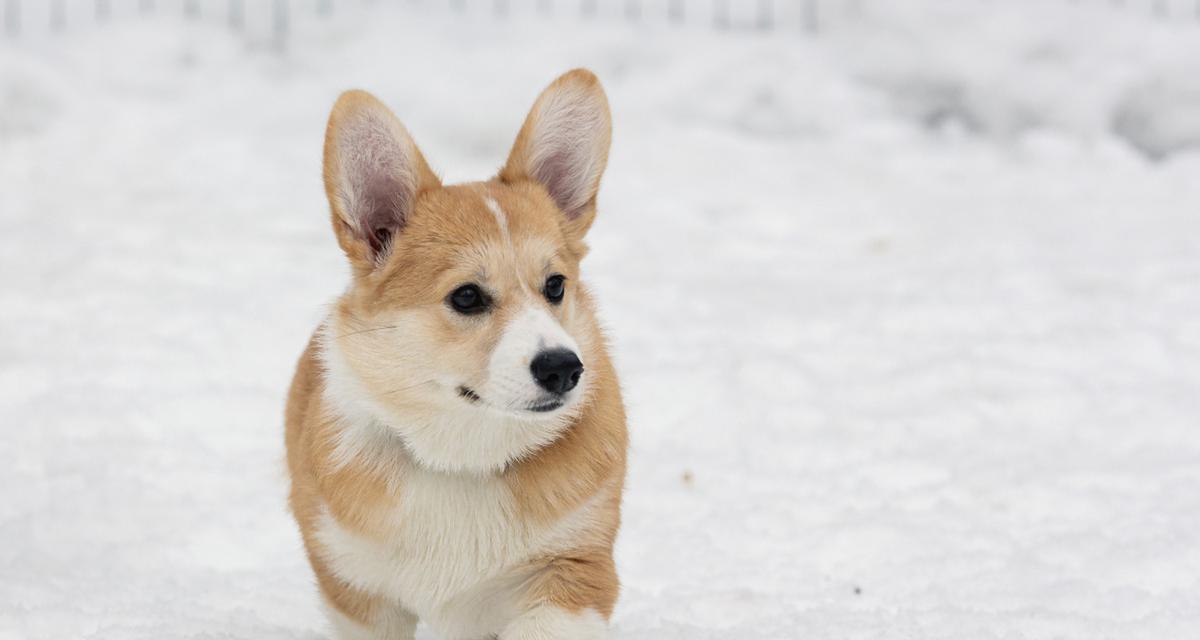 柯基狗的起源 特征 与适应环境(图3)