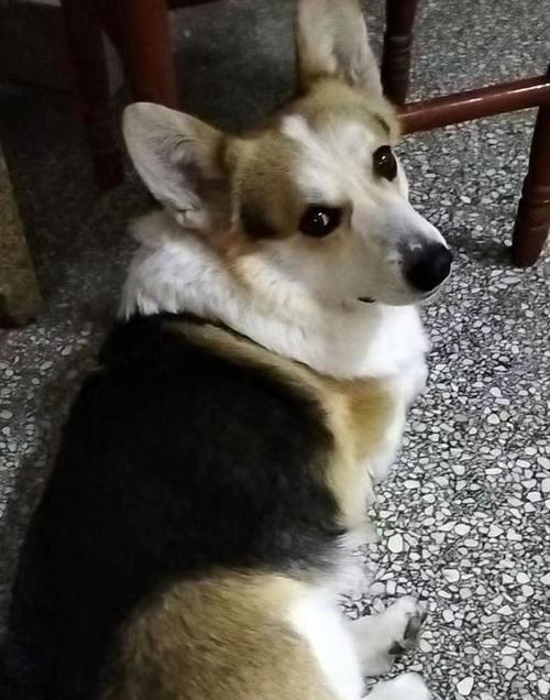 柯基狗的起源 特征 与适应环境(图2)