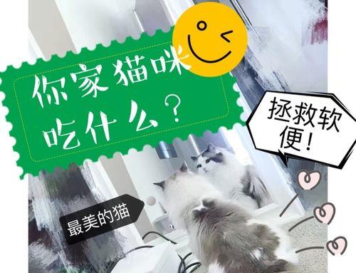 Cats Injury Diet Care: Essential Tips for Recovery(图1)