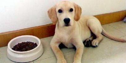 狗狗转主食大狗粮的最佳时机(图3)