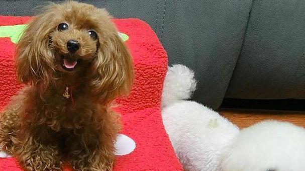 狗狗转主食大狗粮的最佳时机(图1)