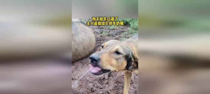 Dog Thirst Causes and Treatments Guide(图2)