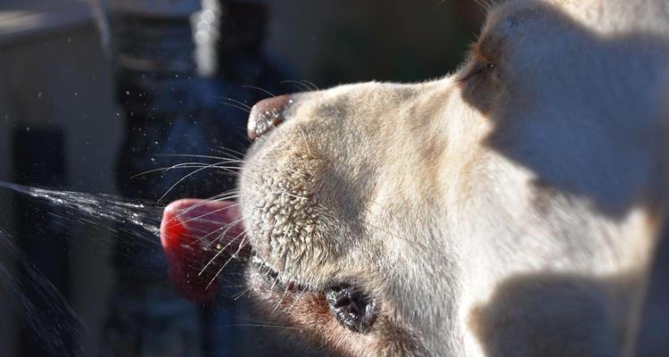 Dog Thirst Causes and Treatments Guide