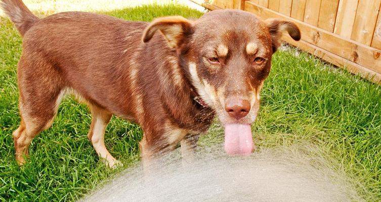 Dog Thirst Causes and Treatments Guide(图3)