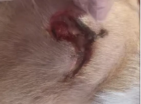 海泊舒治疗犬咬伤感染病例报告(图8)