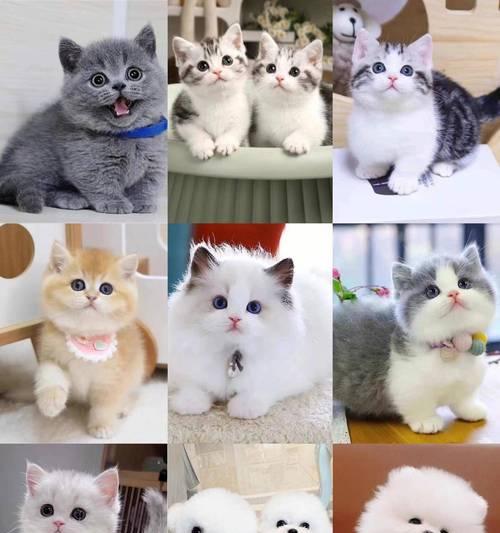 养宠物必备网站推荐 养宠乐趣全解析(图1)