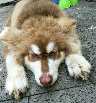 阿拉斯加咳嗽问题原因与解决方案(图2)