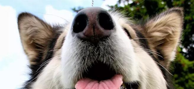 阿拉斯加咳嗽问题原因与解决方案(图3)