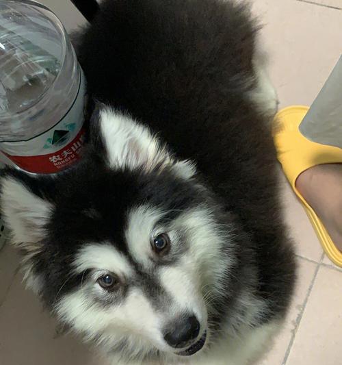 阿拉斯加咳嗽问题原因与解决方案