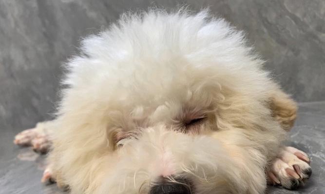 比熊犬泪痕问题原因及解决方法(图2)