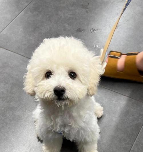 比熊犬泪痕问题原因及解决方法(图3)