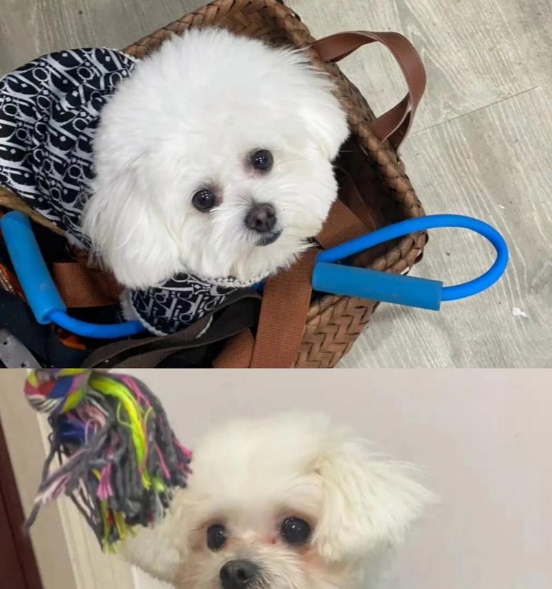 比熊犬泪痕问题原因及解决方法