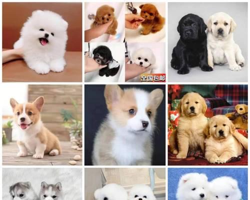 养宠物必备网站推荐 养宠乐趣全解析(图3)