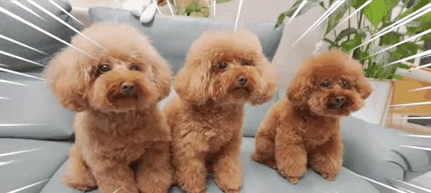 小狗的益处与作用，带来快乐与健康(图2)