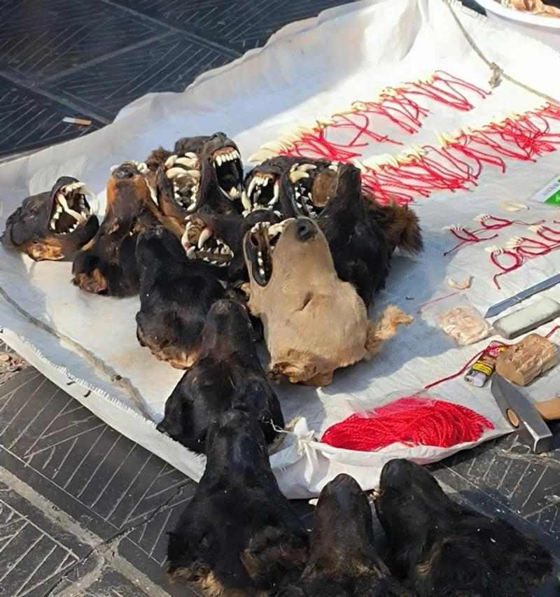 黑色狗辟邪的神秘力量与保护作用(图1)