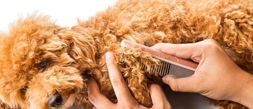 幼犬毛发保健全攻略：健康亮丽从营养开始(图2)