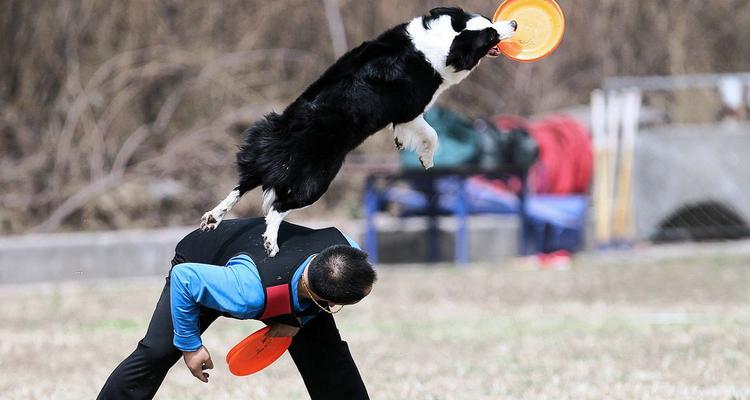 北京狗咬人防控行动及措施(图3)