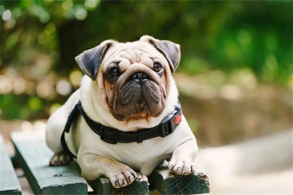 如何训练狗狗服从性(图2)