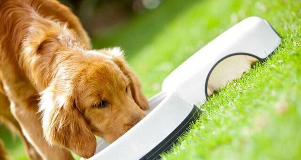 如何通过饮食控制小狗体型不长(图1)