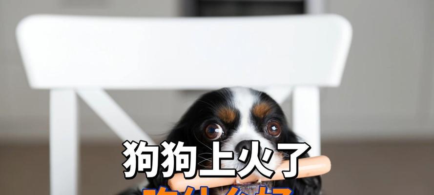 如何通过饮食控制小狗体型不长(图2)