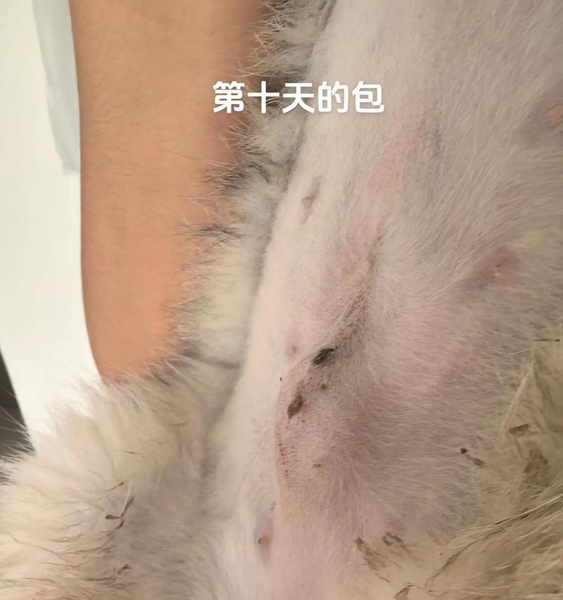绝育猫饮食指南：科学喂养让猫咪更健康(图2)