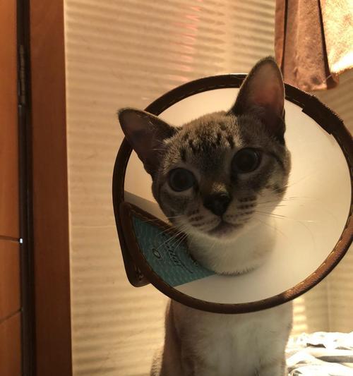 绝育猫饮食指南：科学喂养让猫咪更健康(图1)