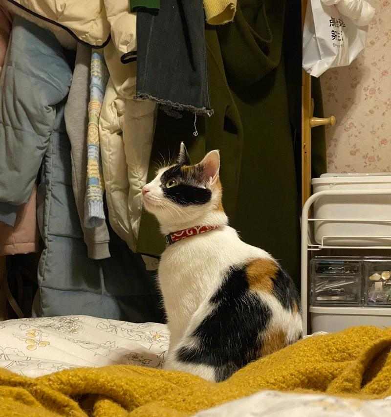 绝育猫饮食指南：科学喂养让猫咪更健康(图3)