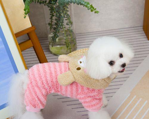 狗狗眼中的颜色：衣着对它们的影响