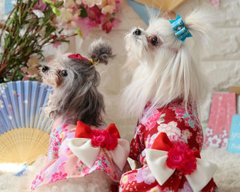 狗狗眼中的颜色：衣着对它们的影响(图3)