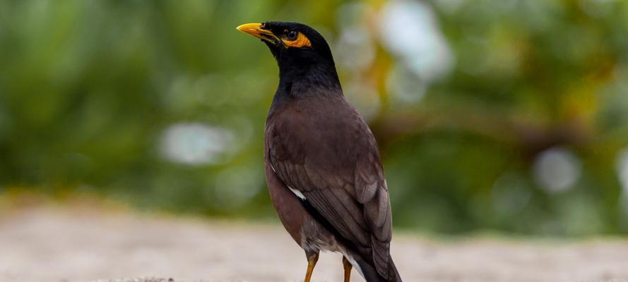 小八哥鸟饮食习性与生态保护(图1)