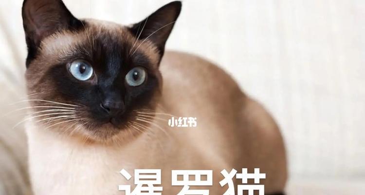 猫的品种象征意义与文化内涵(图1)