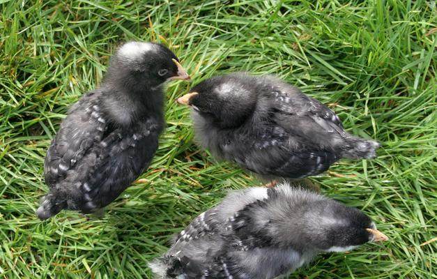 小八哥鸟饮食习性与生态保护(图3)