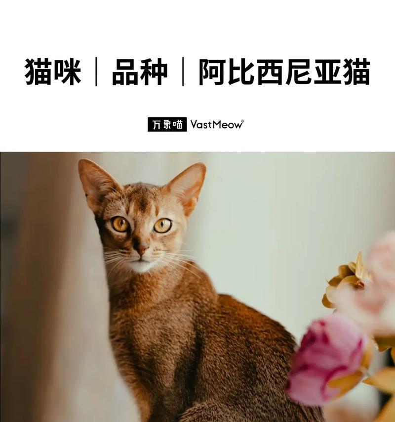 猫的品种象征意义与文化内涵(图3)