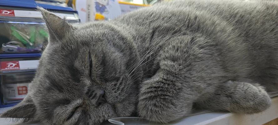 动物为何喜欢闻自己的屎？揭秘行为意义(图1)