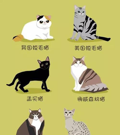 猫的品种象征意义与文化内涵(图2)